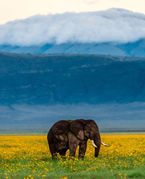 You Should See Things when visiting Japan