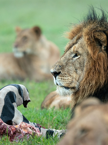 Combined Kenya and Tanzania Wildlife Safari