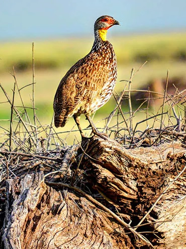 Combined Kenya and Tanzania Wildlife Safari