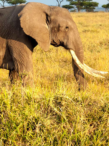 Combined Kenya and Tanzania Wildlife Safari