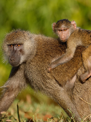 Combined Kenya and Tanzania Wildlife Safari