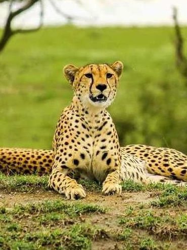 Combined Kenya and Tanzania Wildlife Safari