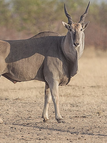 Combined Kenya and Tanzania Wildlife Safari